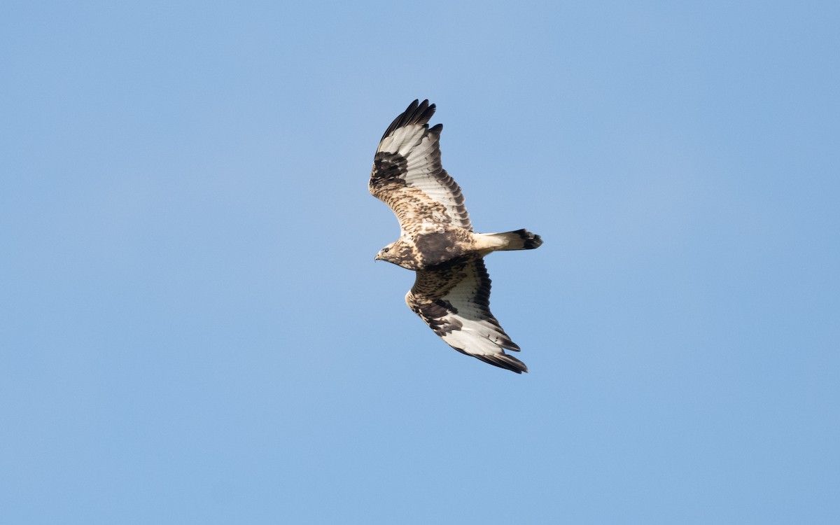 Rough-legged Hawk - ML613135267