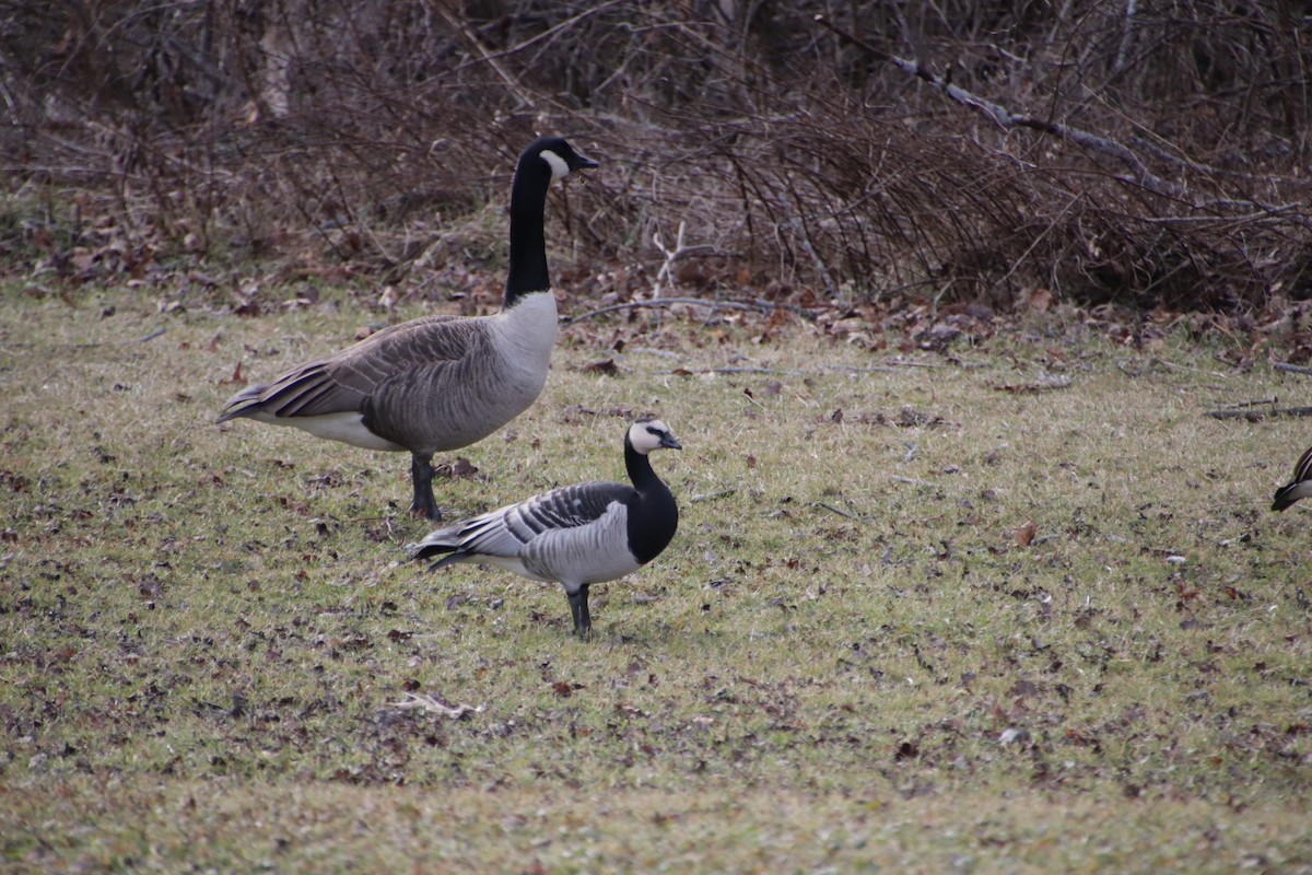 ברנטה לבנת-לחי - ML613135272