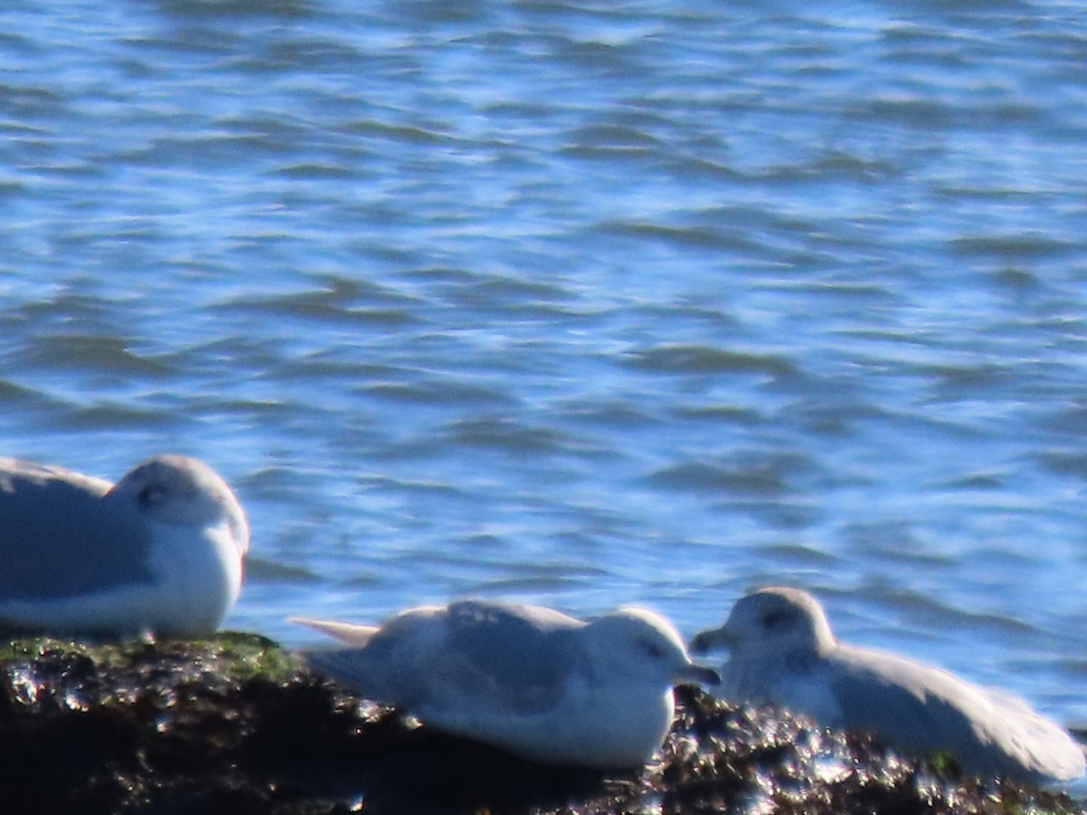 Iceland Gull - ML613135303