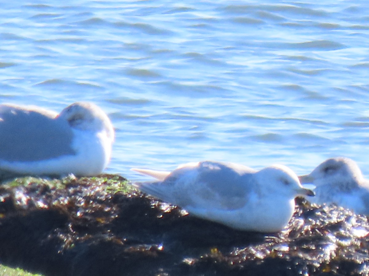 Iceland Gull - ML613135304