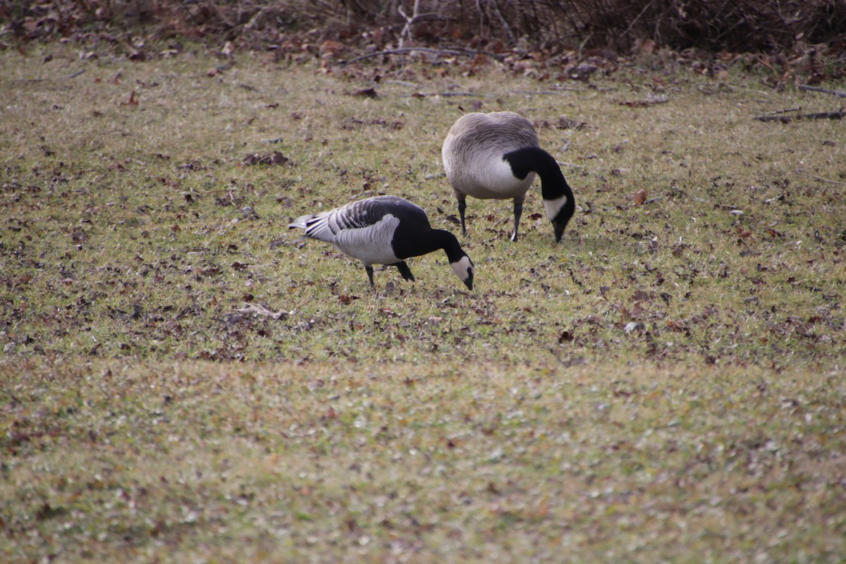 ברנטה לבנת-לחי - ML613135316