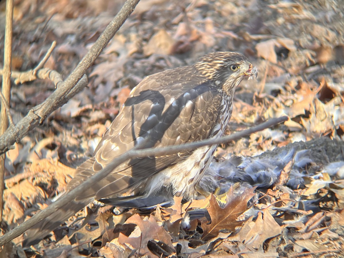 jestřáb americký - ML613135395