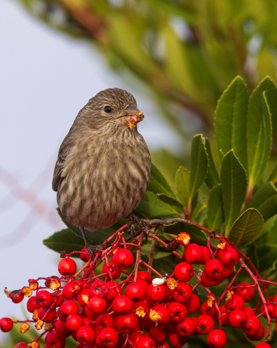 House Finch - Braxton Landsman