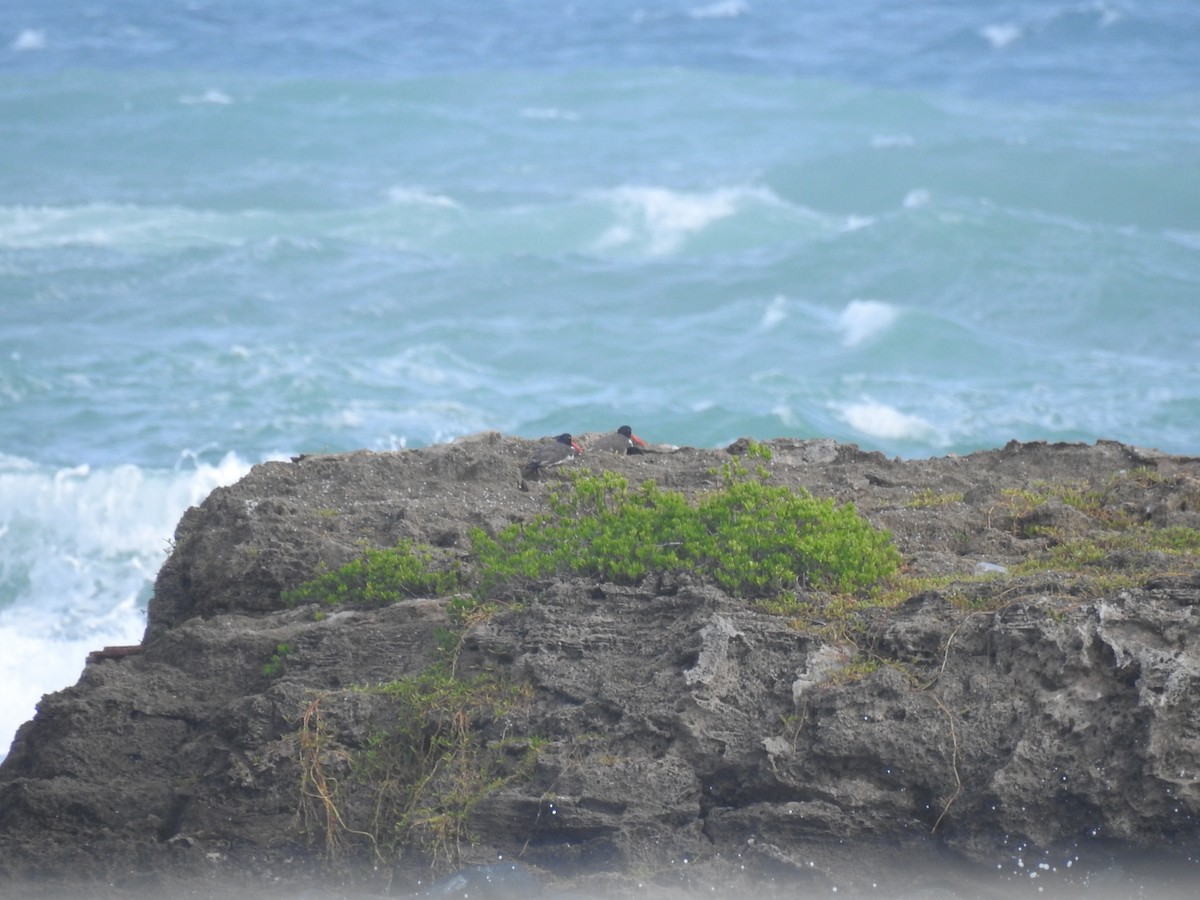 American Oystercatcher - ML613135460