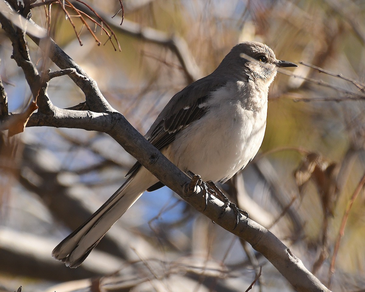 Northern Mockingbird - ML613135703