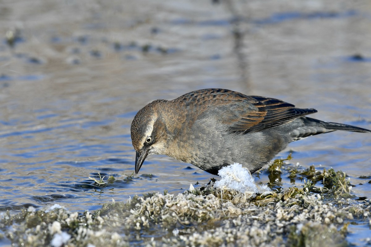 Rusty Blackbird - ML613135757