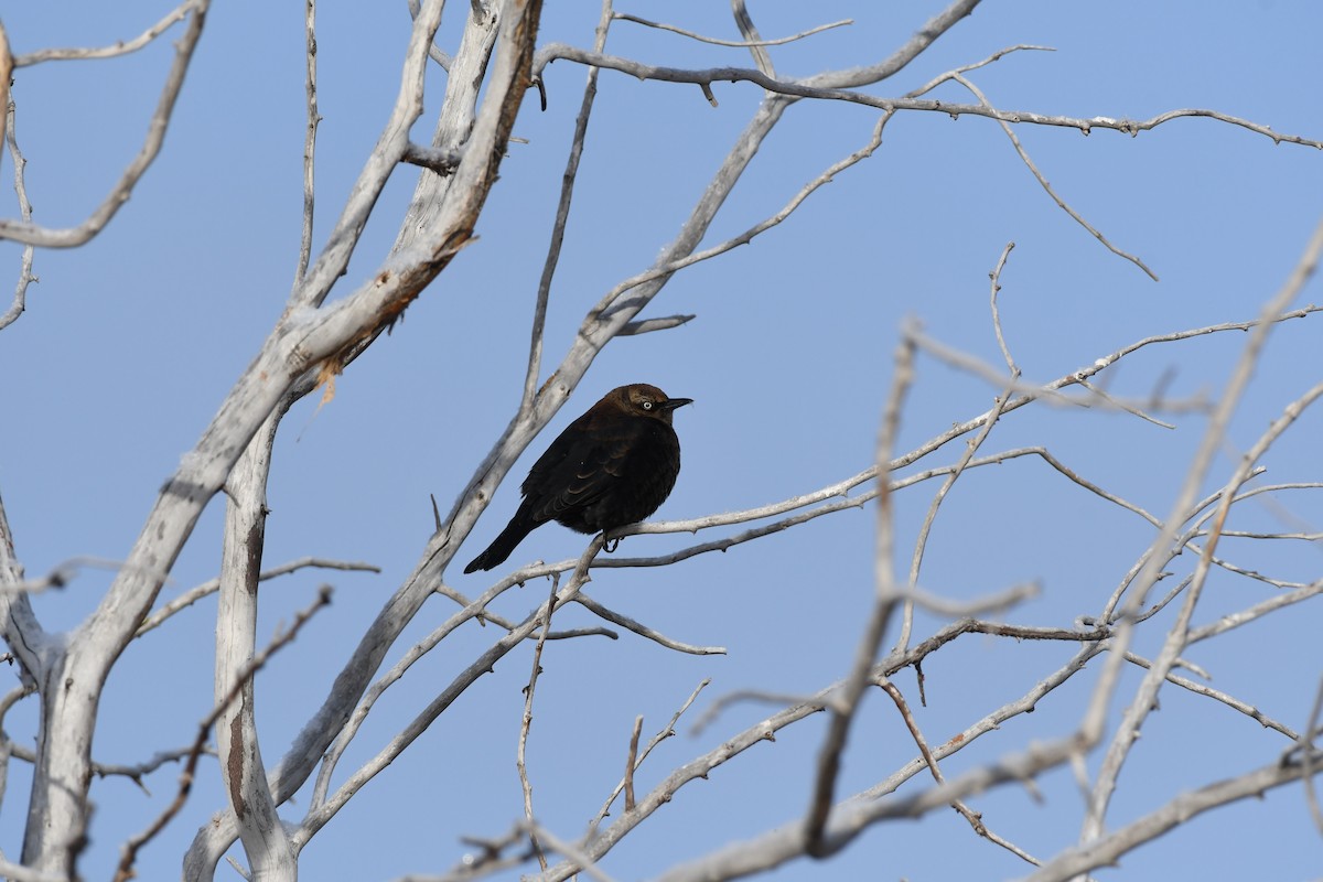 Rusty Blackbird - ML613135758