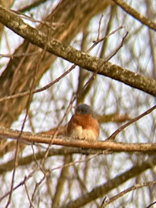 Eastern Bluebird - Nicholas Rosner