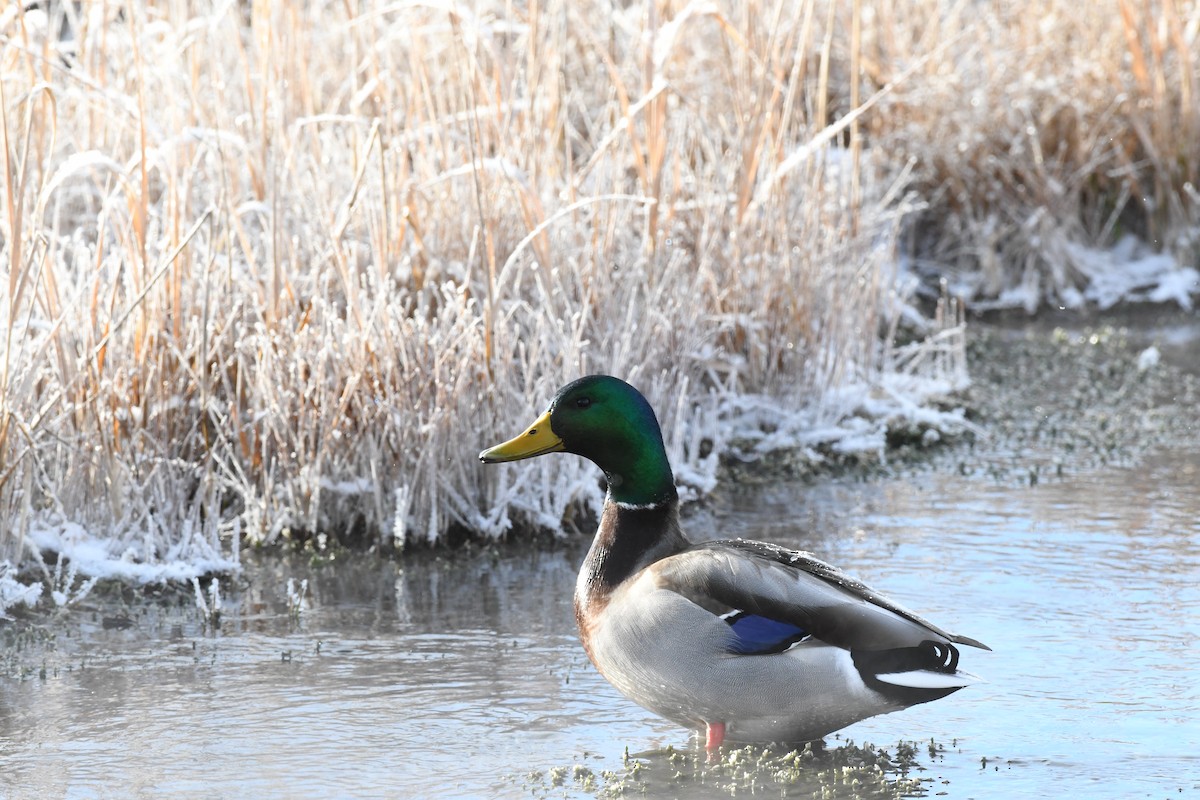 Mallard - ML613135808