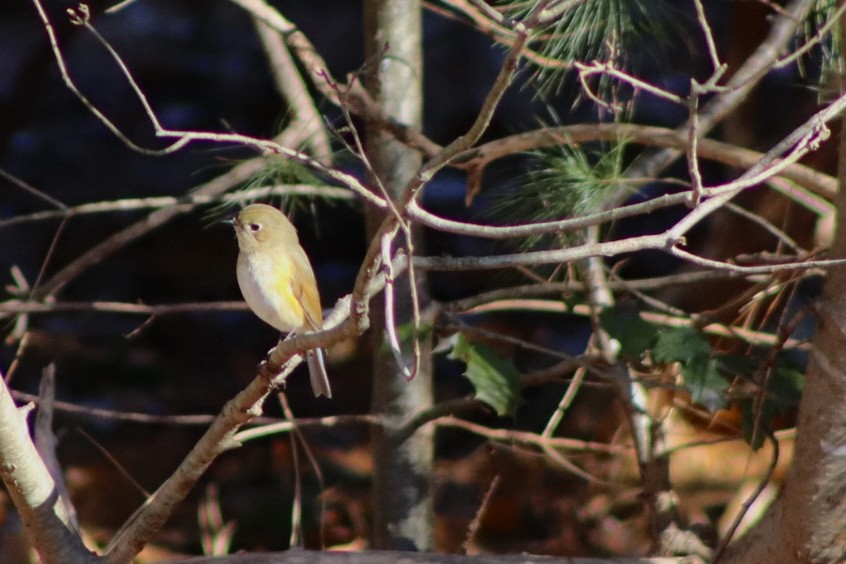 Red-flanked Bluetail - ML613135861