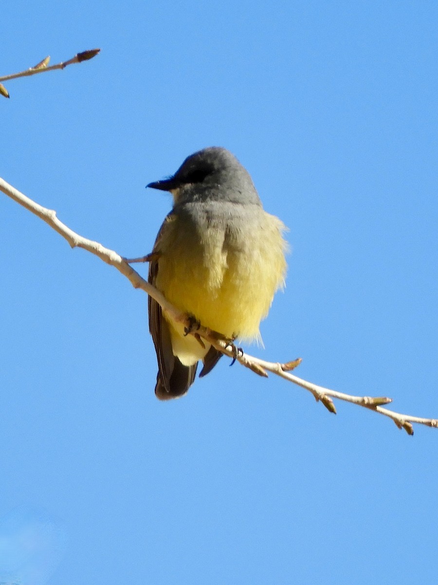 Cassin's Kingbird - Diana Doyle