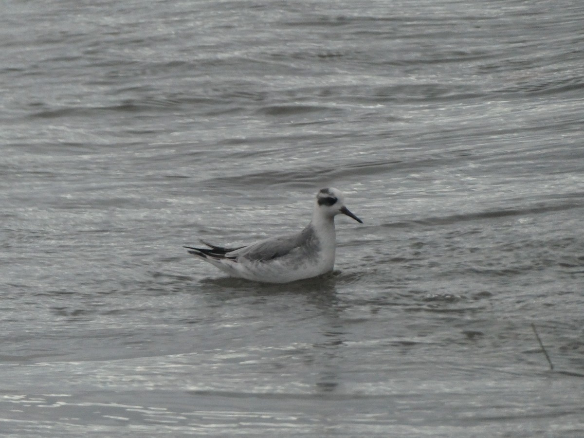 Phalarope à bec large - ML613135920