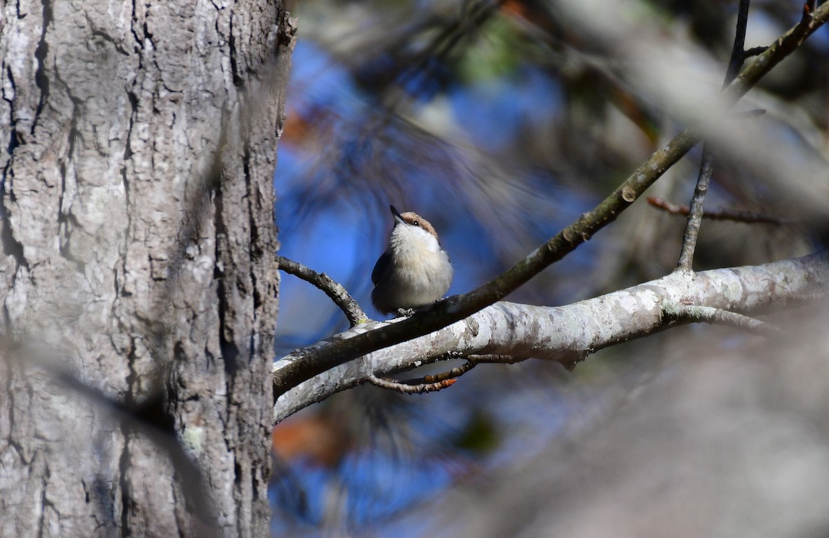 Brown-headed Nuthatch - ML613135940