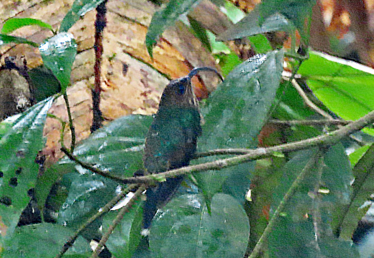 kolibřík orlozobec - ML613135954