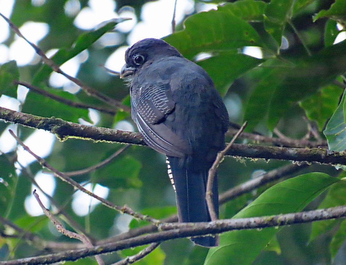 Trogon à queue blanche - ML613135964