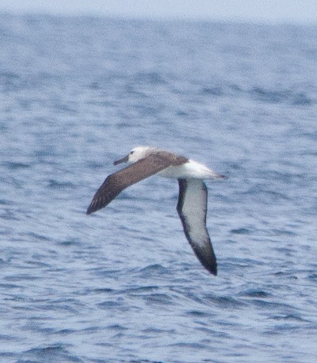 Buller Albatrosu - ML613135980