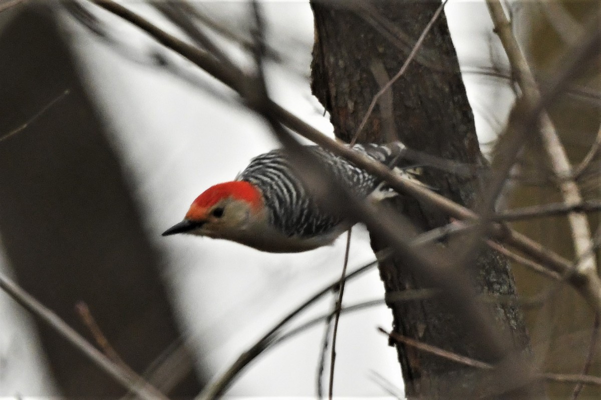 Red-bellied Woodpecker - ML613136096