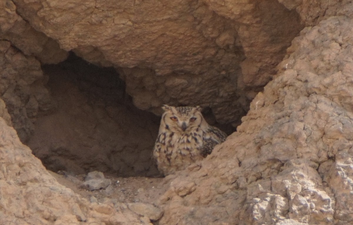 Pharaoh Eagle-Owl - ML613136143