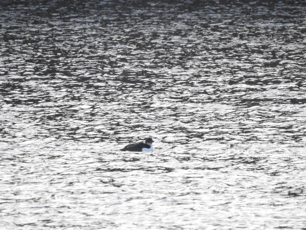 Thick-billed Murre - Dave HH