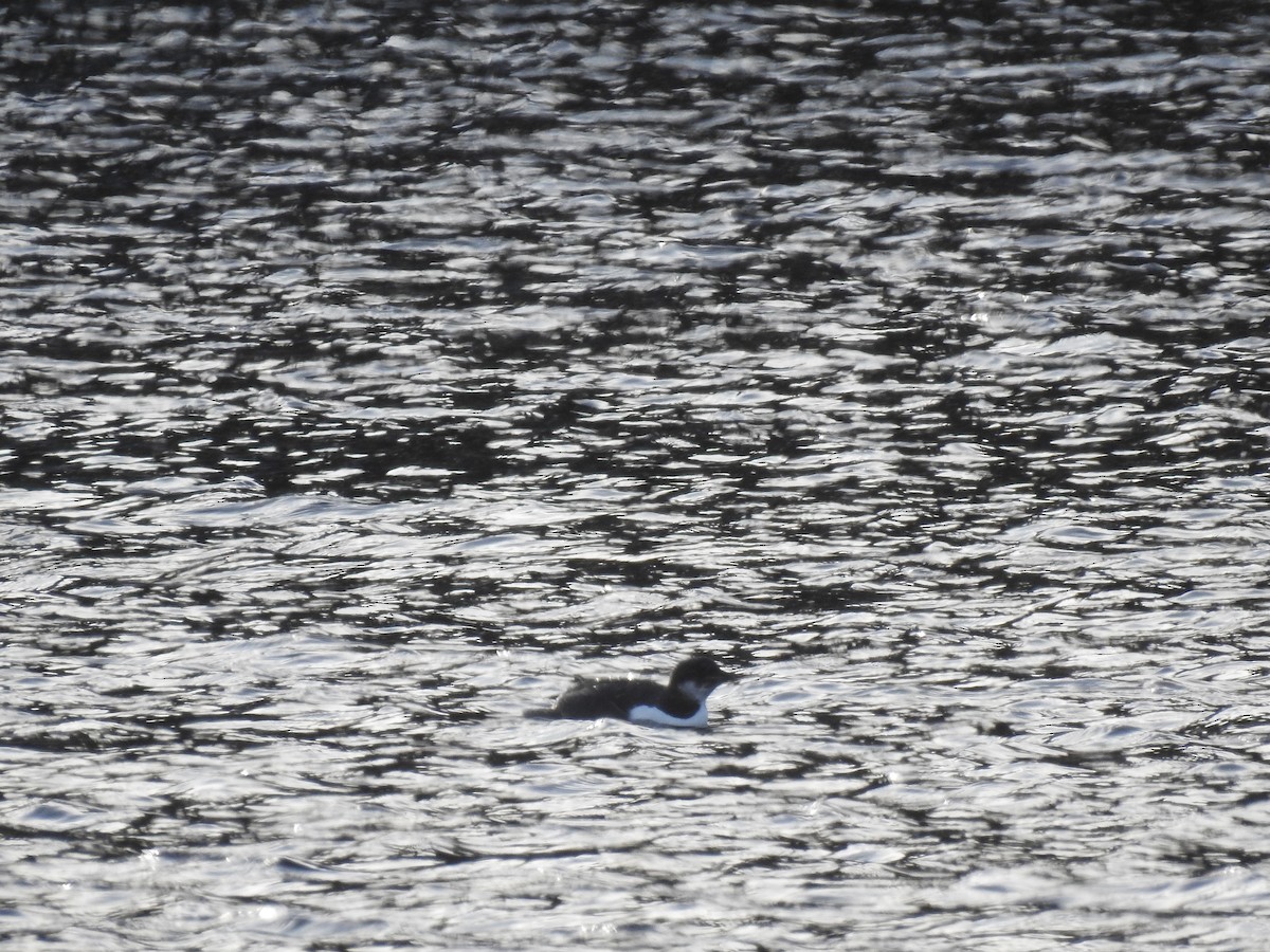 Thick-billed Murre - Dave HH