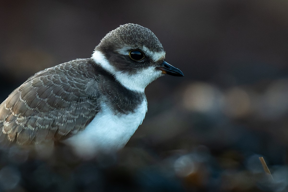 Semipalmated Plover - Lory Cantin