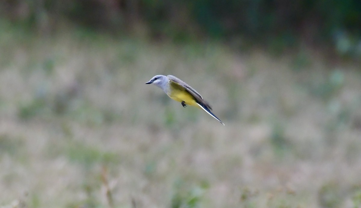 Western Kingbird - ML613136202