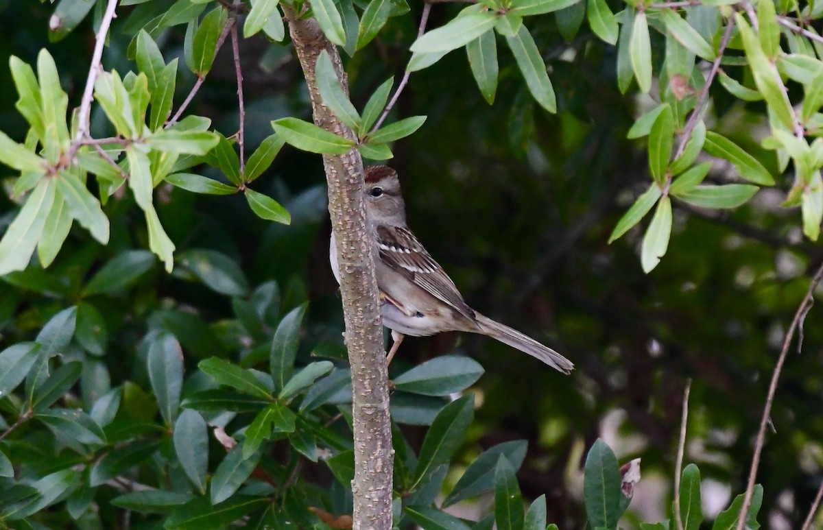 White-crowned Sparrow - ML613136213