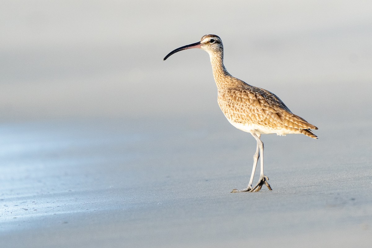 Whimbrel - Anthony Batista