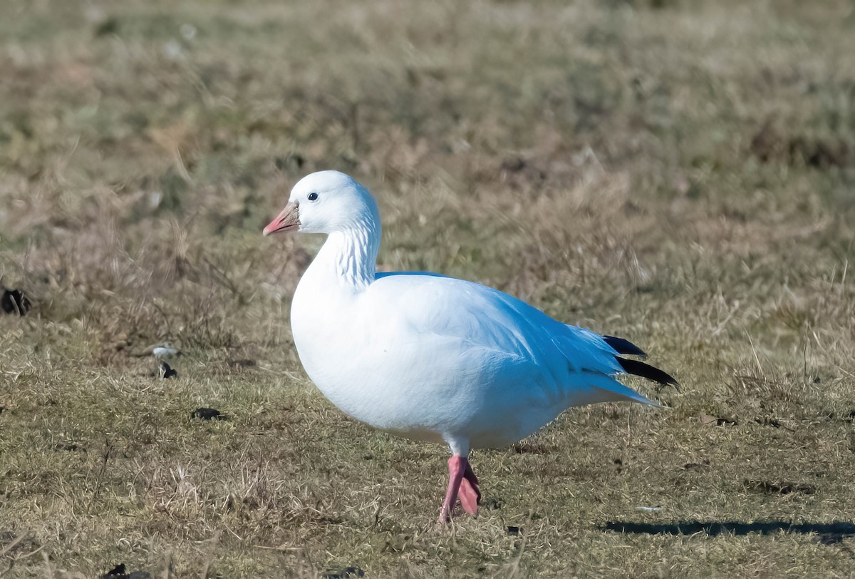 Ross's Goose - ML613136294