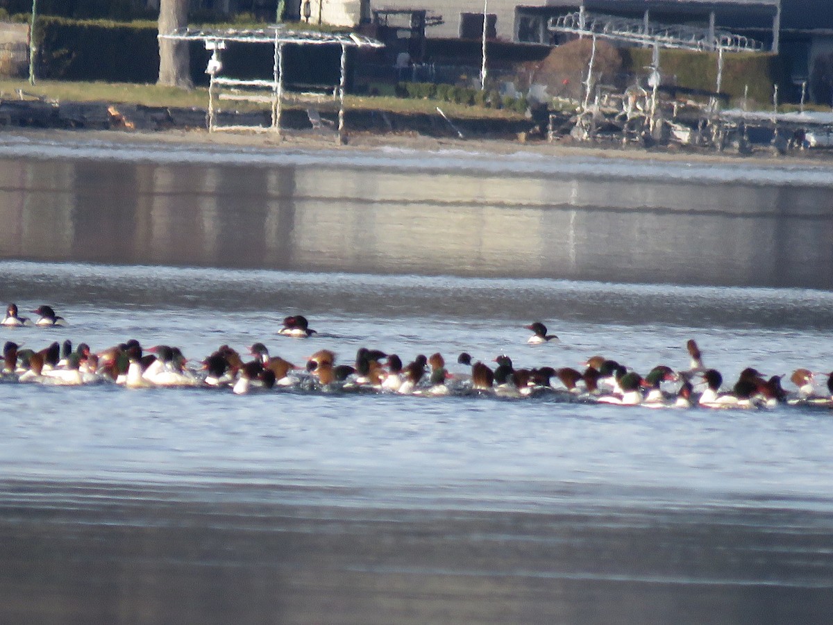 Common Merganser - ML613136322