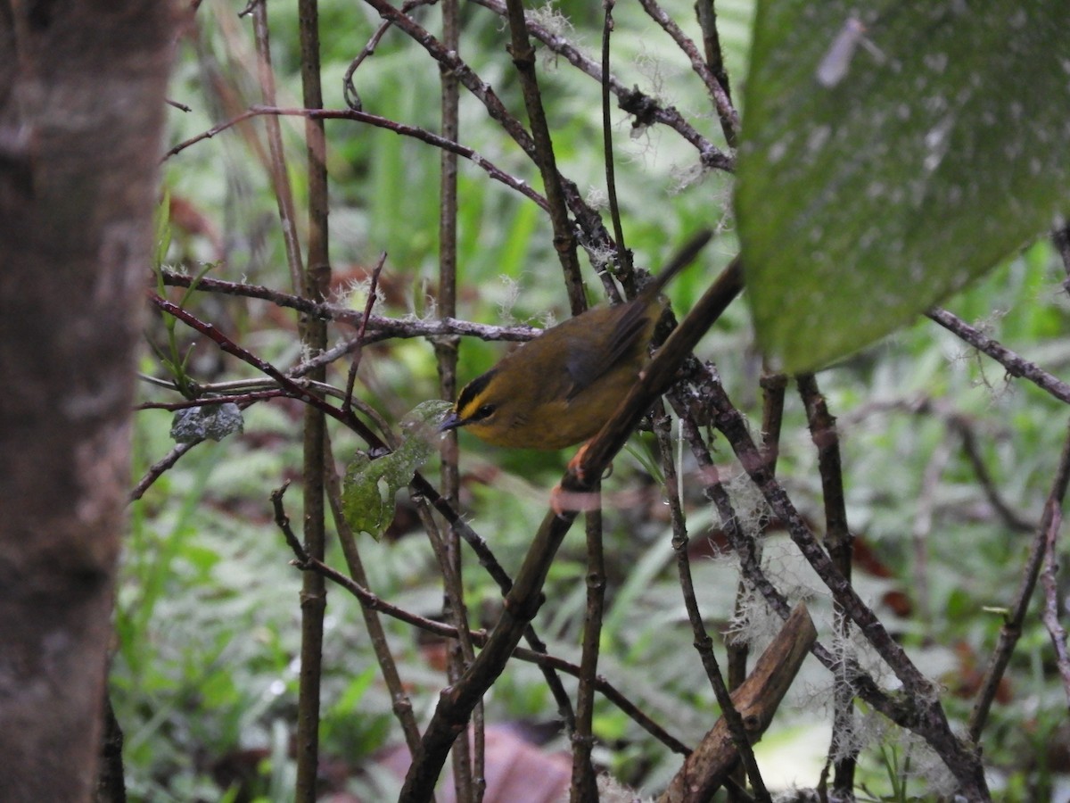 Black-crested Warbler - ML613136388