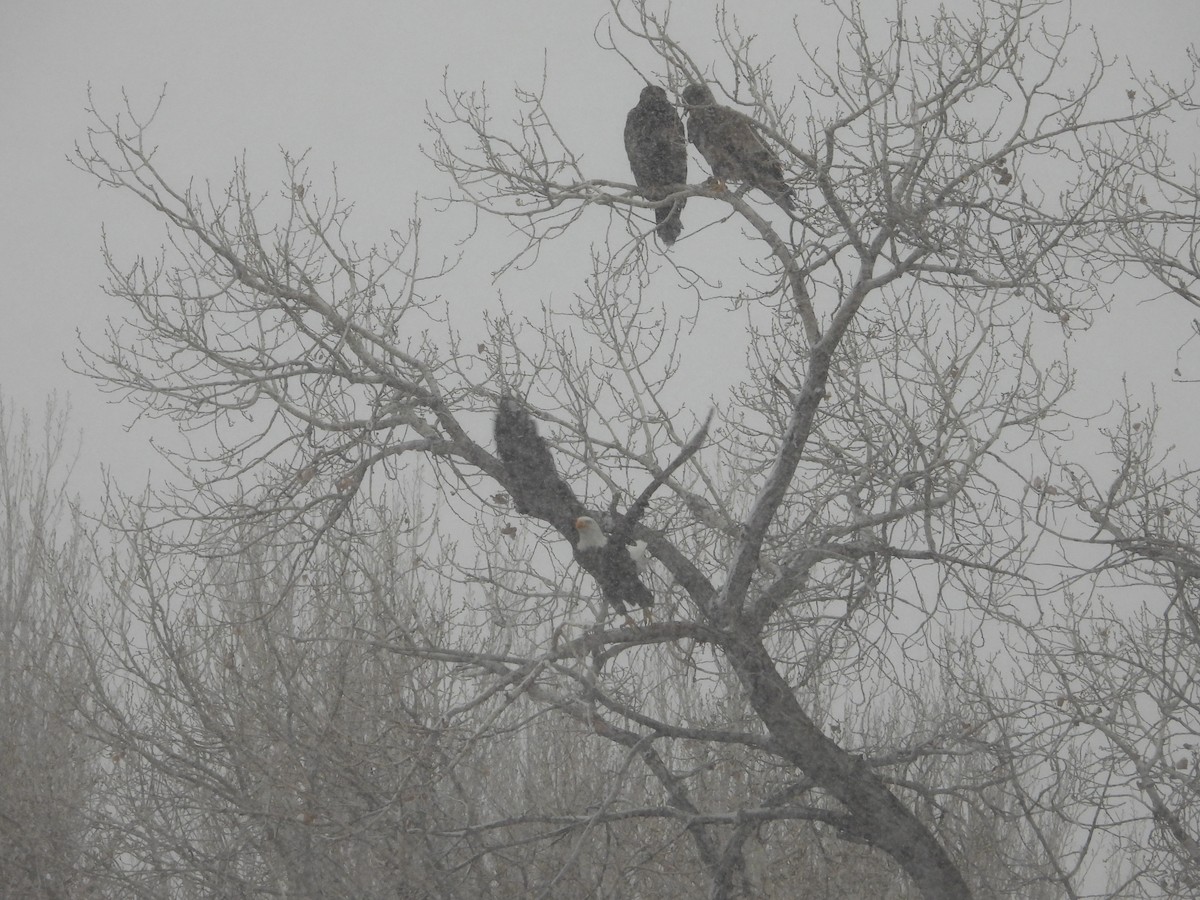 Bald Eagle - ML613136415