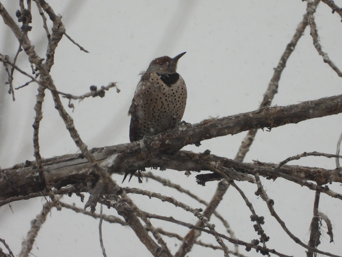 Northern Flicker (Red-shafted) - ML613136422