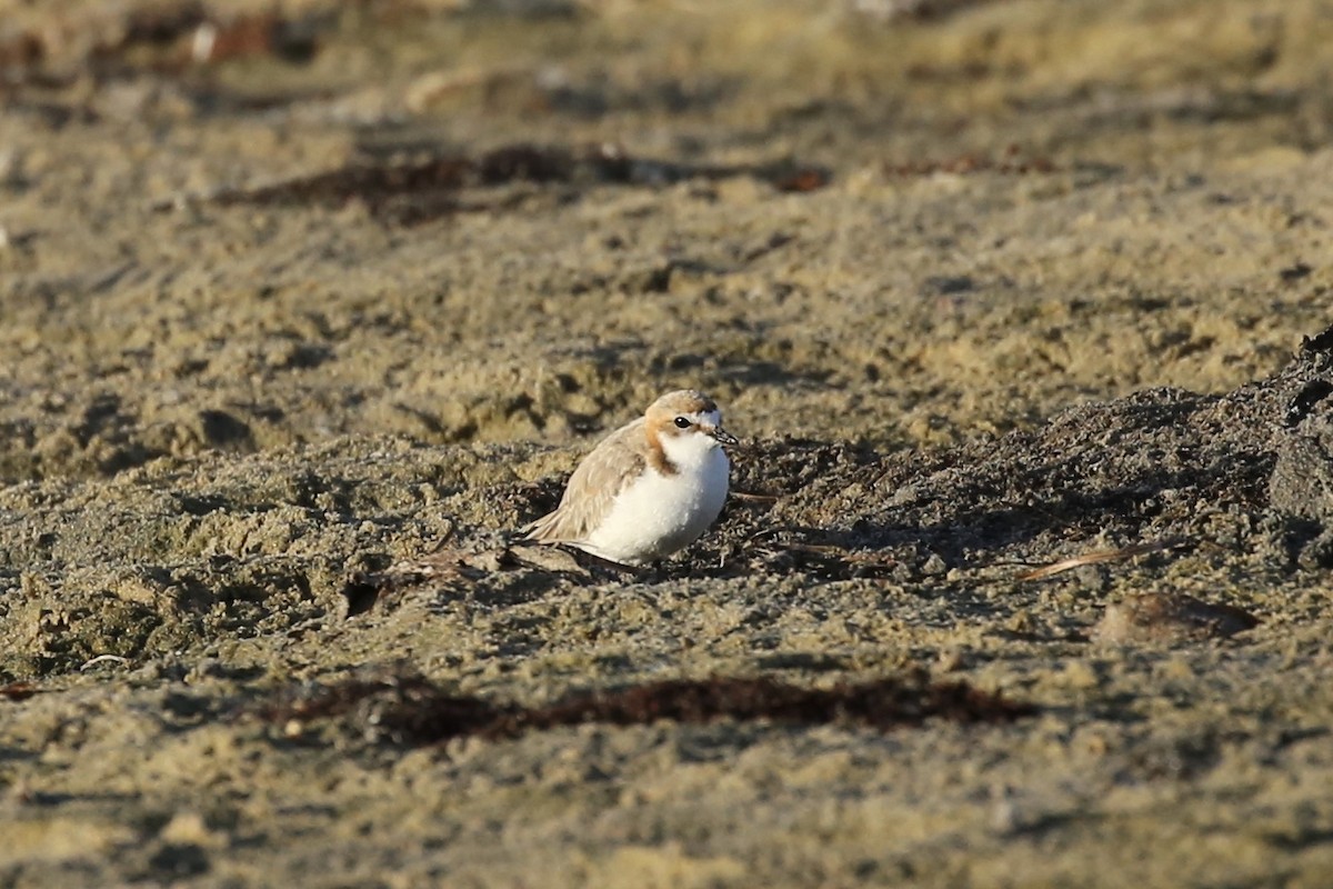 Red-capped Plover - ML613136435