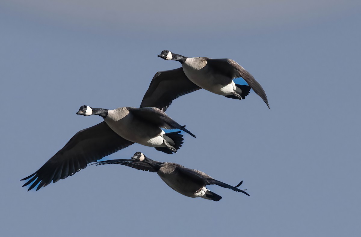 Canada Goose - ML613136544