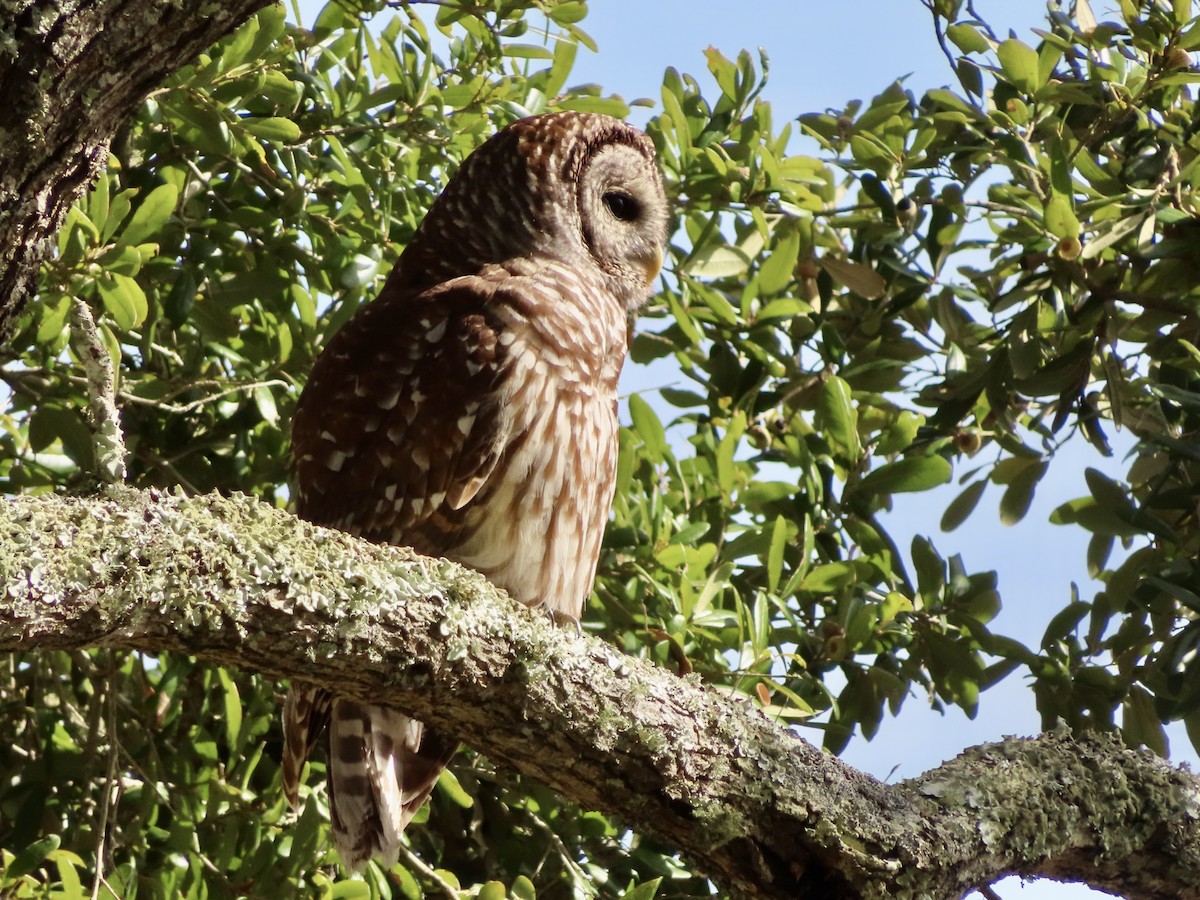 Barred Owl - ML613136549
