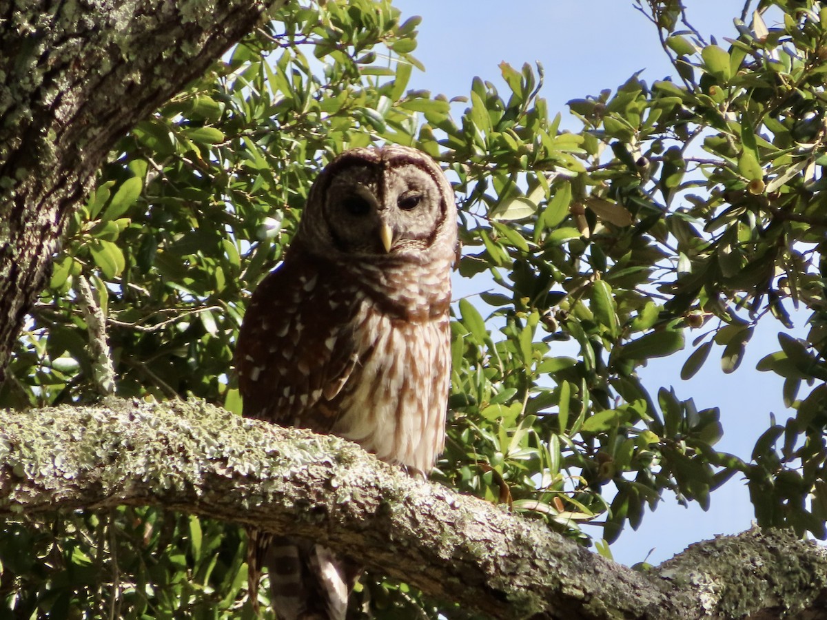 Barred Owl - ML613136550