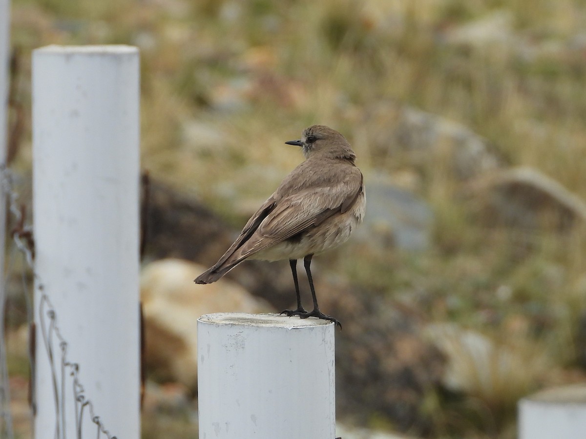 White-fronted Ground-Tyrant - ML613136556