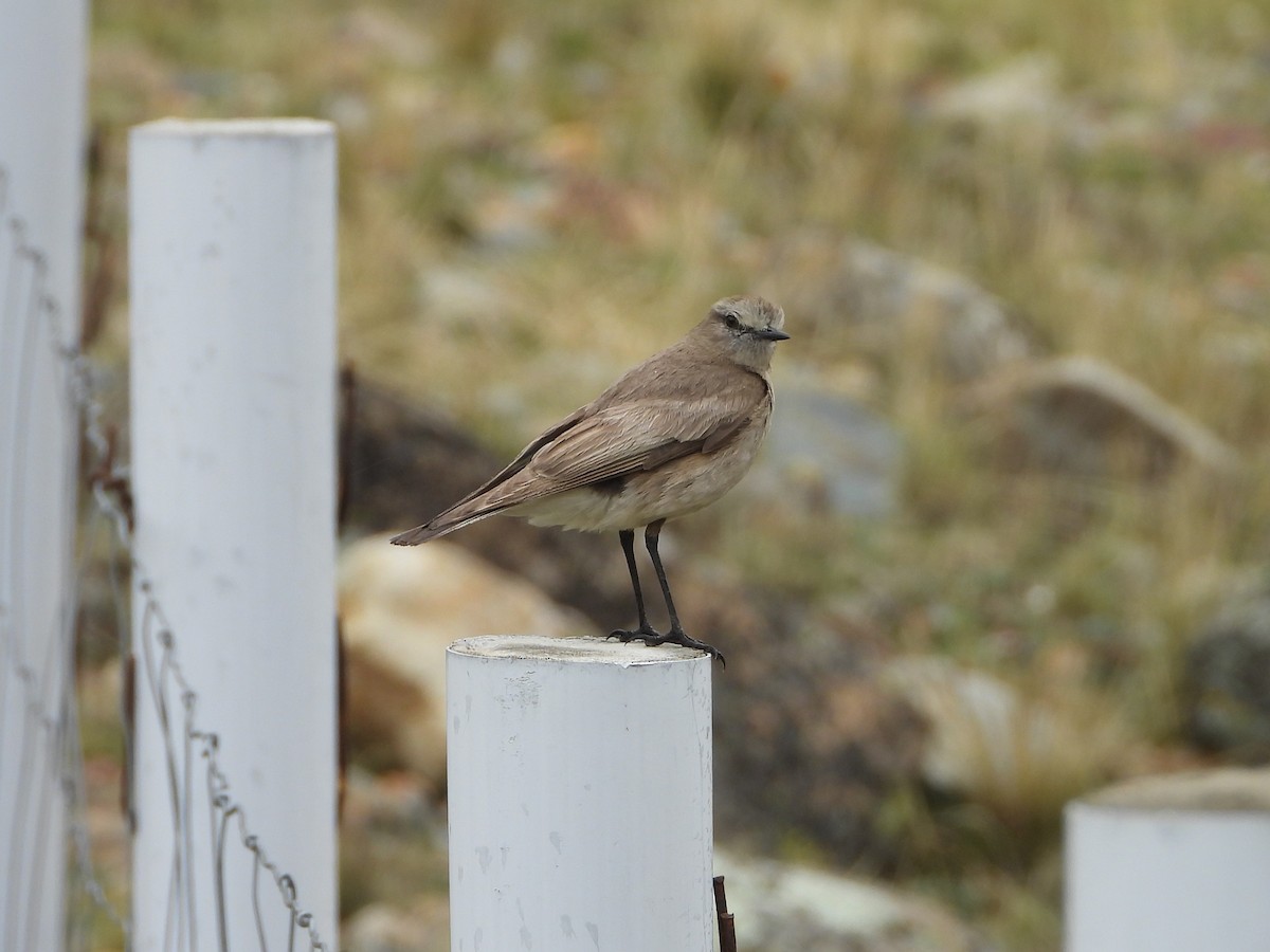 White-fronted Ground-Tyrant - ML613136557