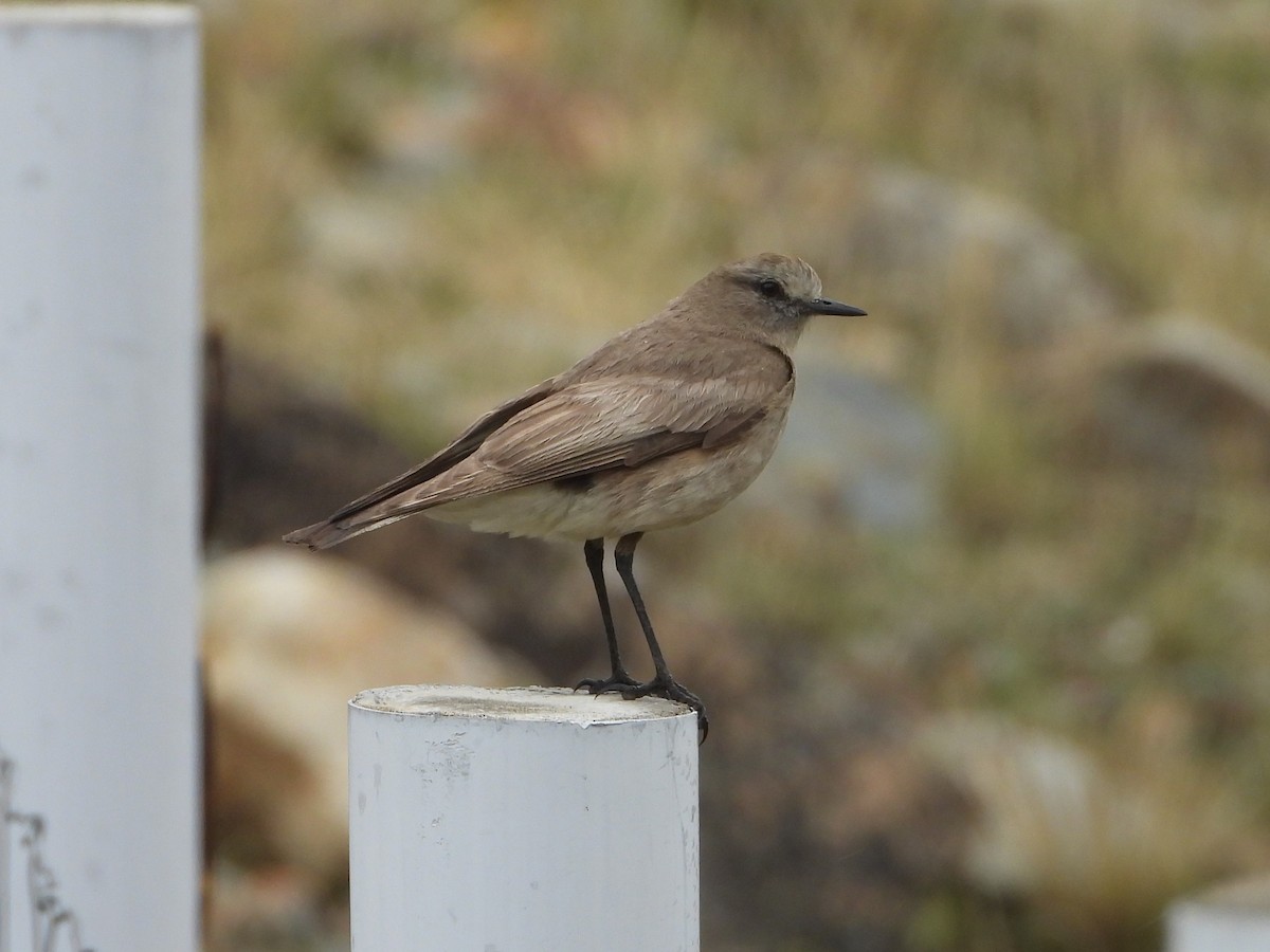 White-fronted Ground-Tyrant - ML613136558