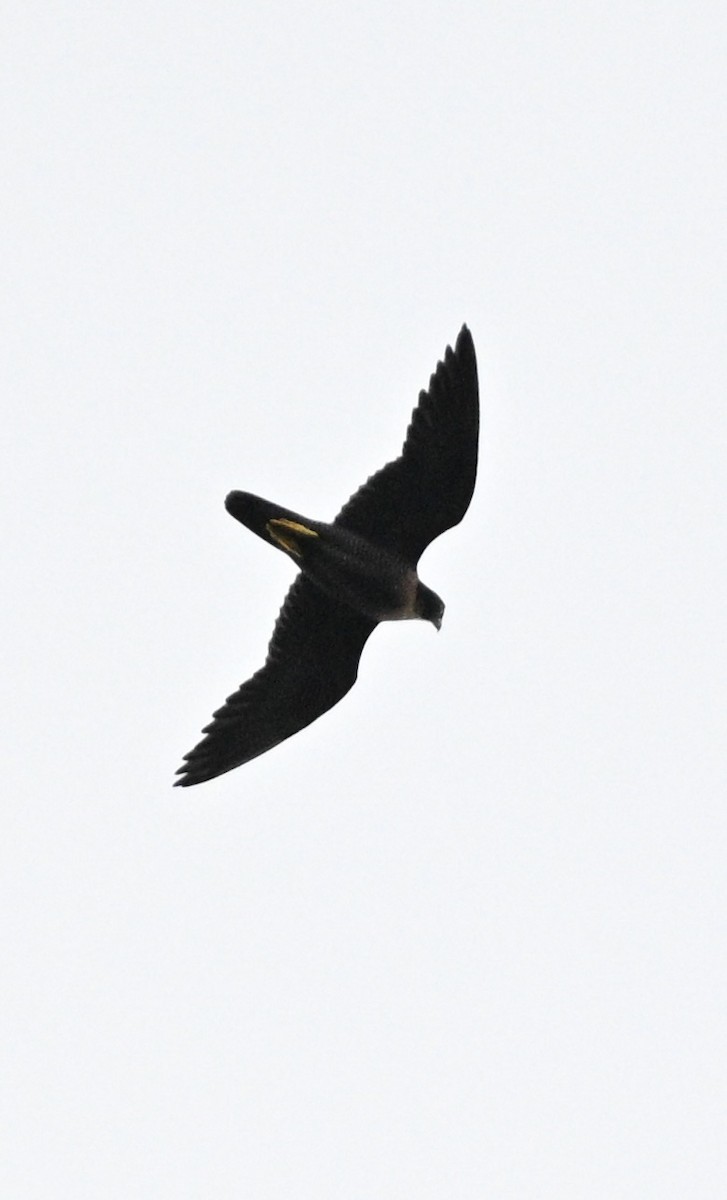 Peregrine Falcon - ML613136682