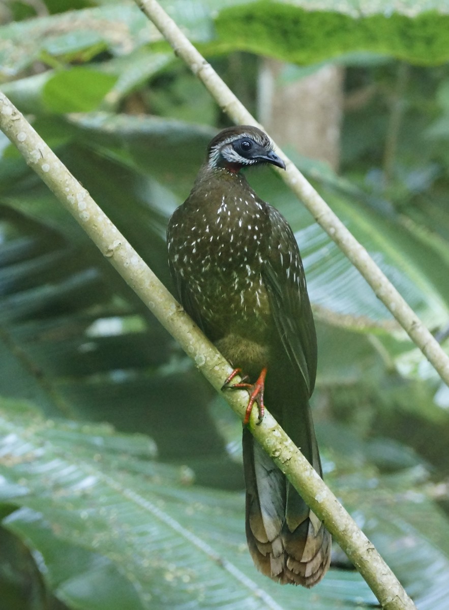 Band-tailed Guan - ML613136705