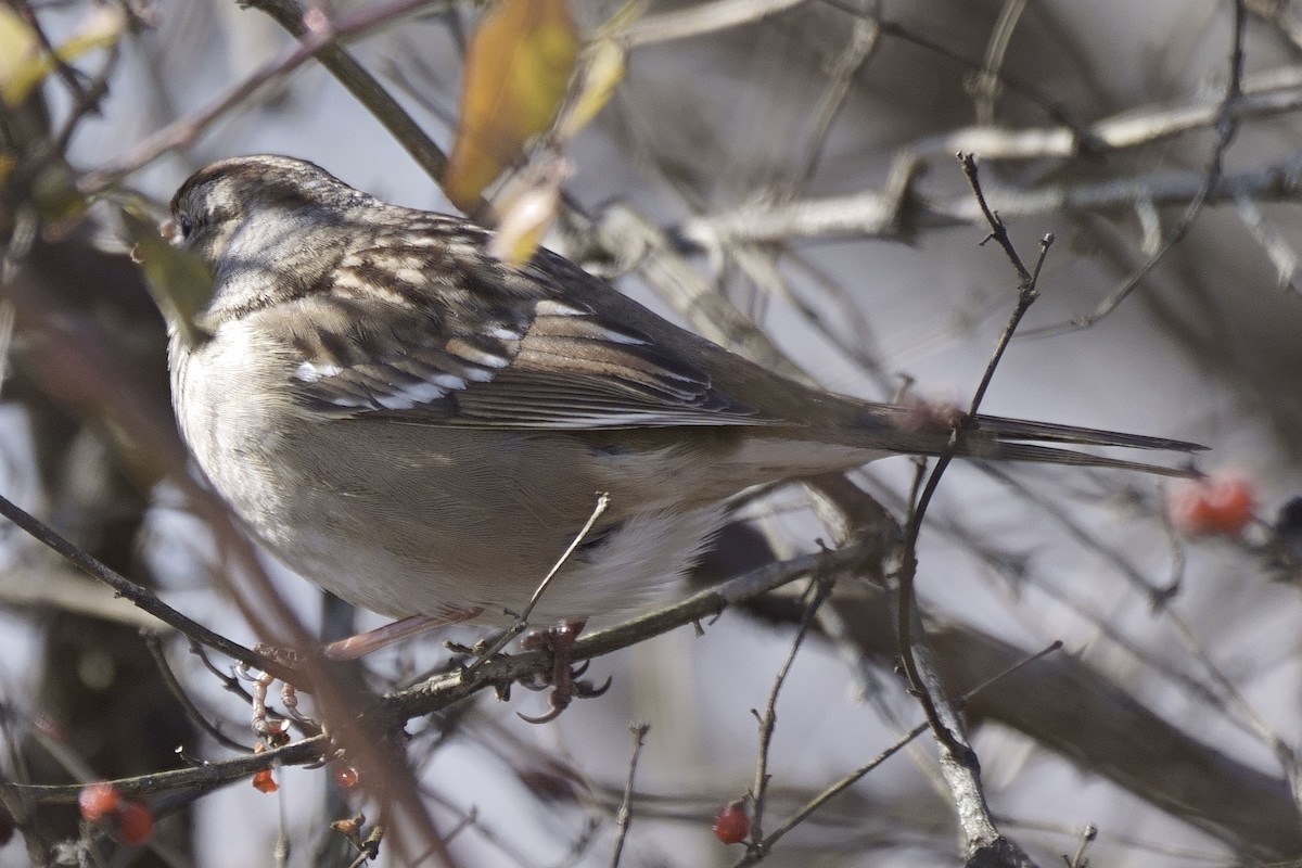 White-crowned Sparrow - ML613136742