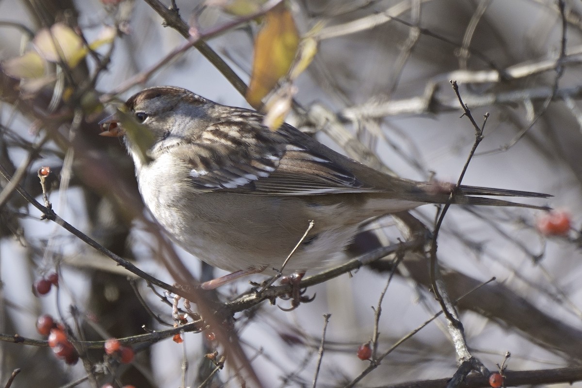 White-crowned Sparrow - ML613136743