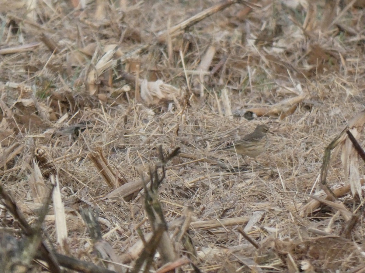 American Pipit - ML613136761