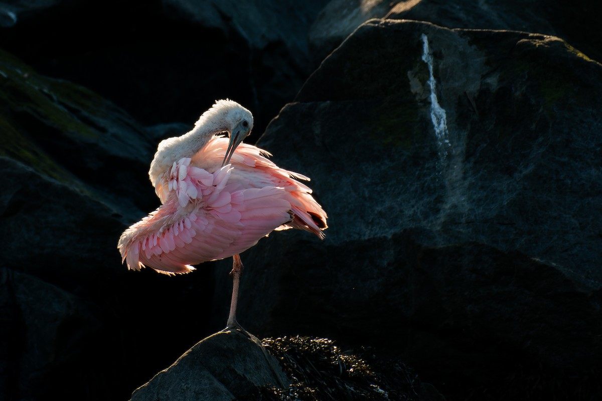 Roseate Spoonbill - ML613136777