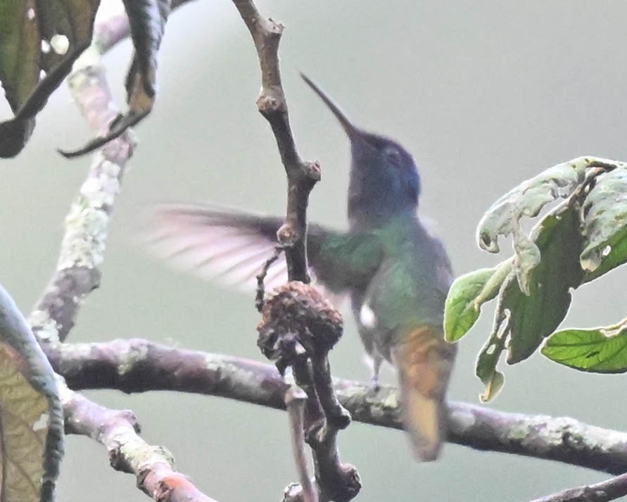 kolibřík zlatochvostý - ML613136785