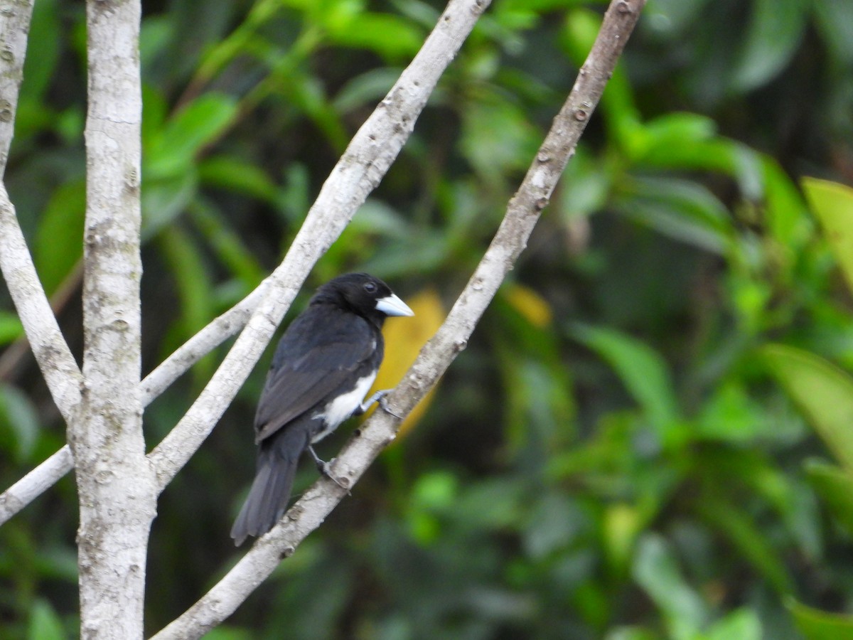 Cone-billed Tanager - ML613136831