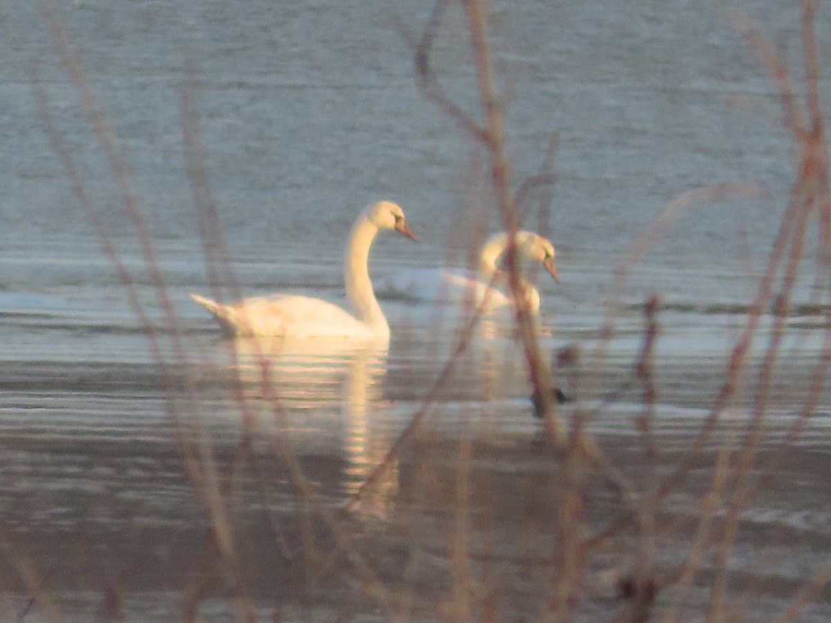 Mute Swan - ML613136839