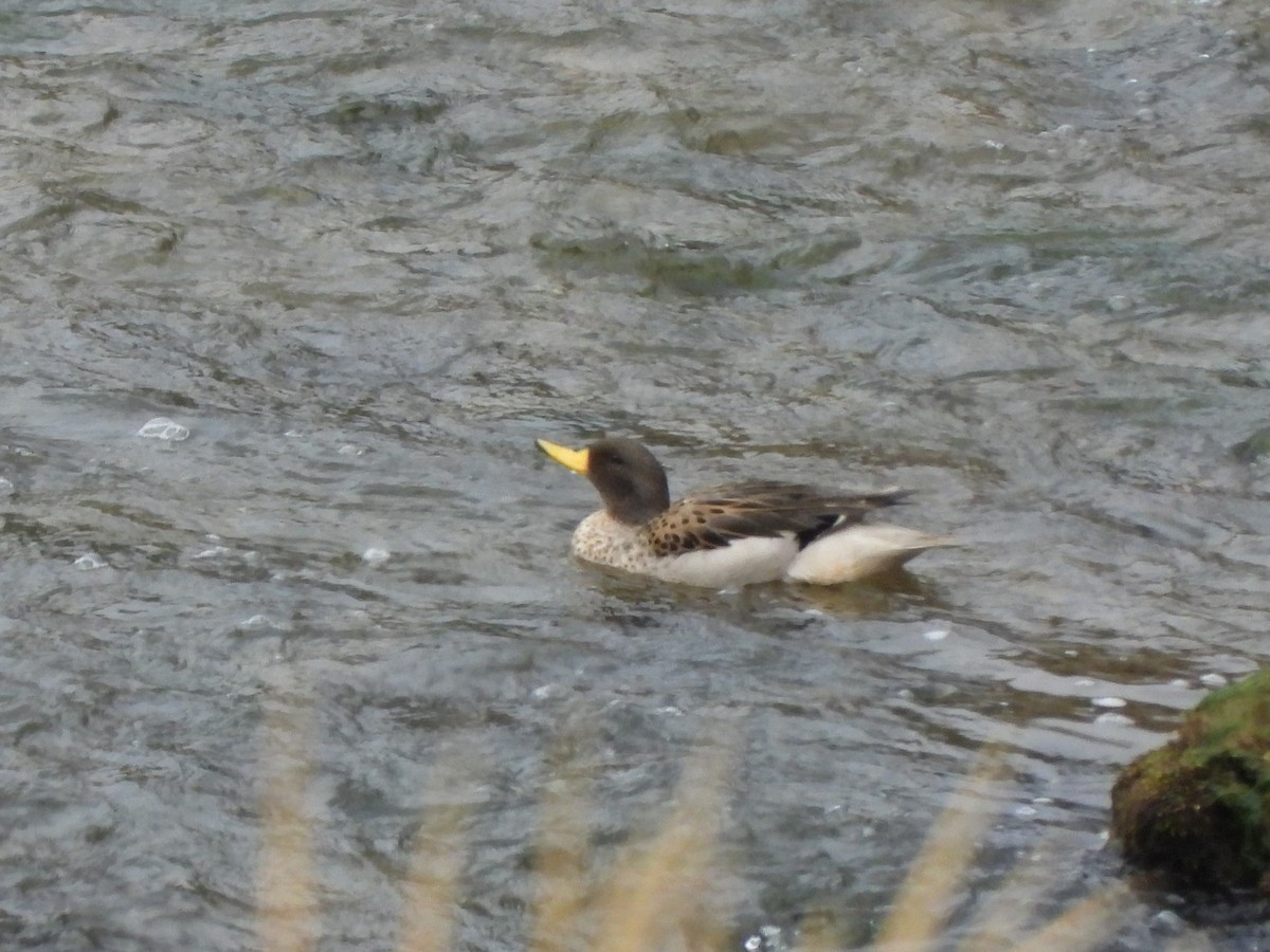 Yellow-billed Teal - ML613136842